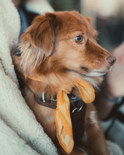 Cobertor Pet Soft