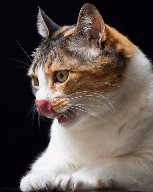 Sachê Cremoso para Gatos