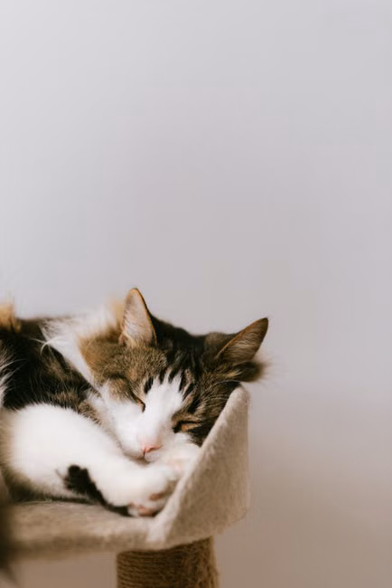 Arranhador para Gatos